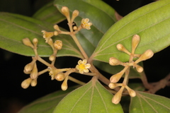 Cinnamomum sulphuratum